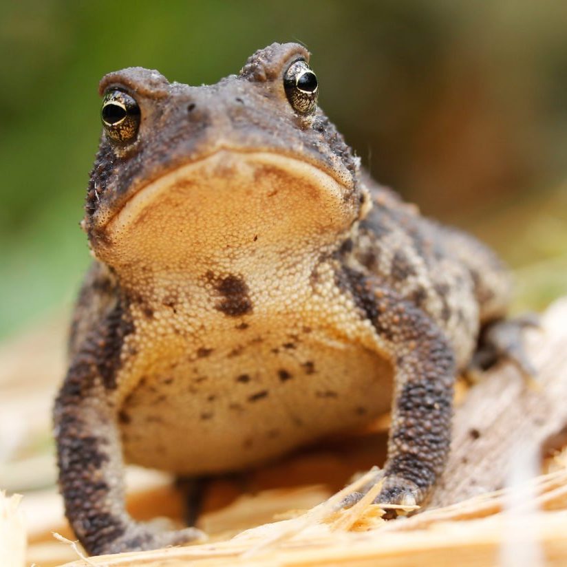 American Toad lives in Ozarks