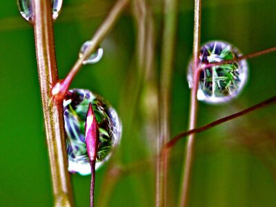 Purple Lovegrass, Eragrostis spectabilis, is native to Missouri. Dew reflects the prairie grasses nearby